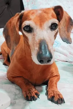 Antes: o dachshund deitado numa manta, foto de celular