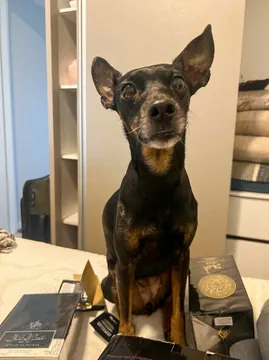 Antes: o pinscher sentado sobre um móvel em casa, foto de celular